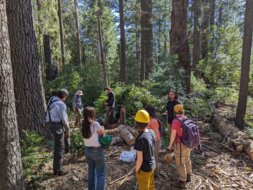 Blodgett Forest Clearing Archaeological Site