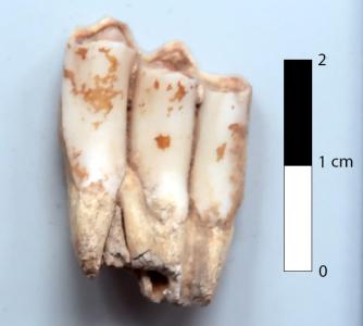 Gazelle teeth